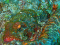   Stonefish Taken during drift dive Florida canon SD750 housing. housing  